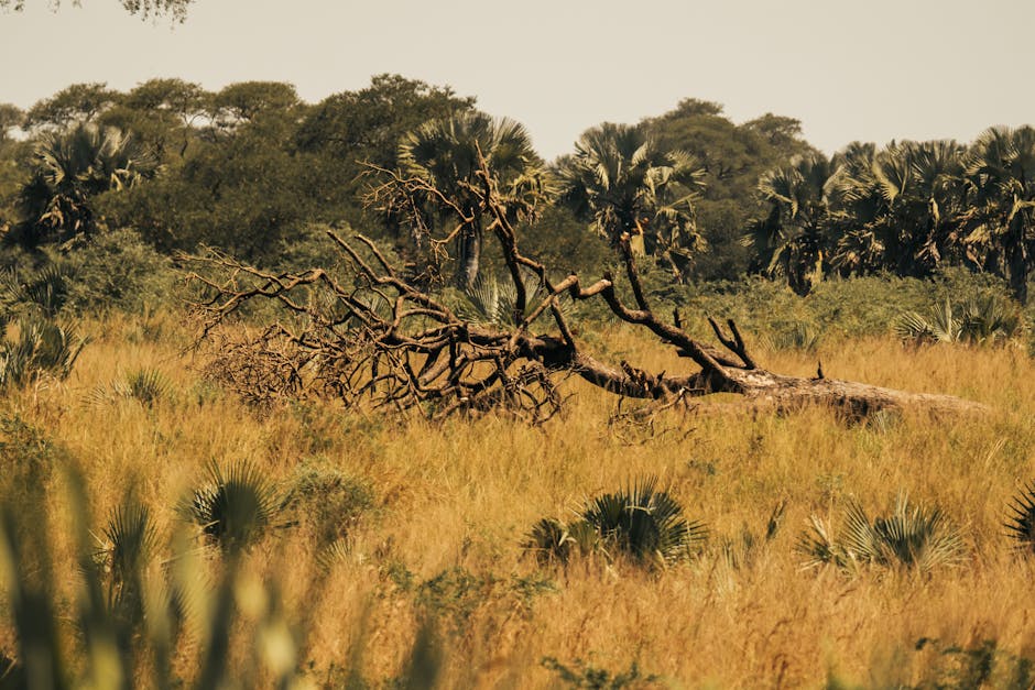 Best Travel Insurance For Tanzania