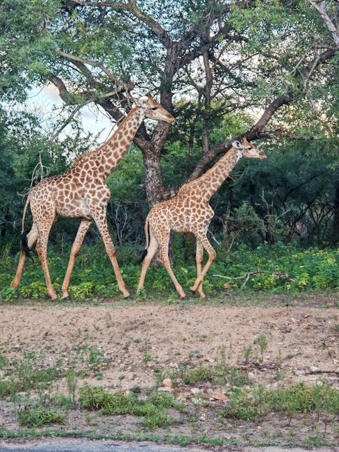 Chase Reserve Travel Points