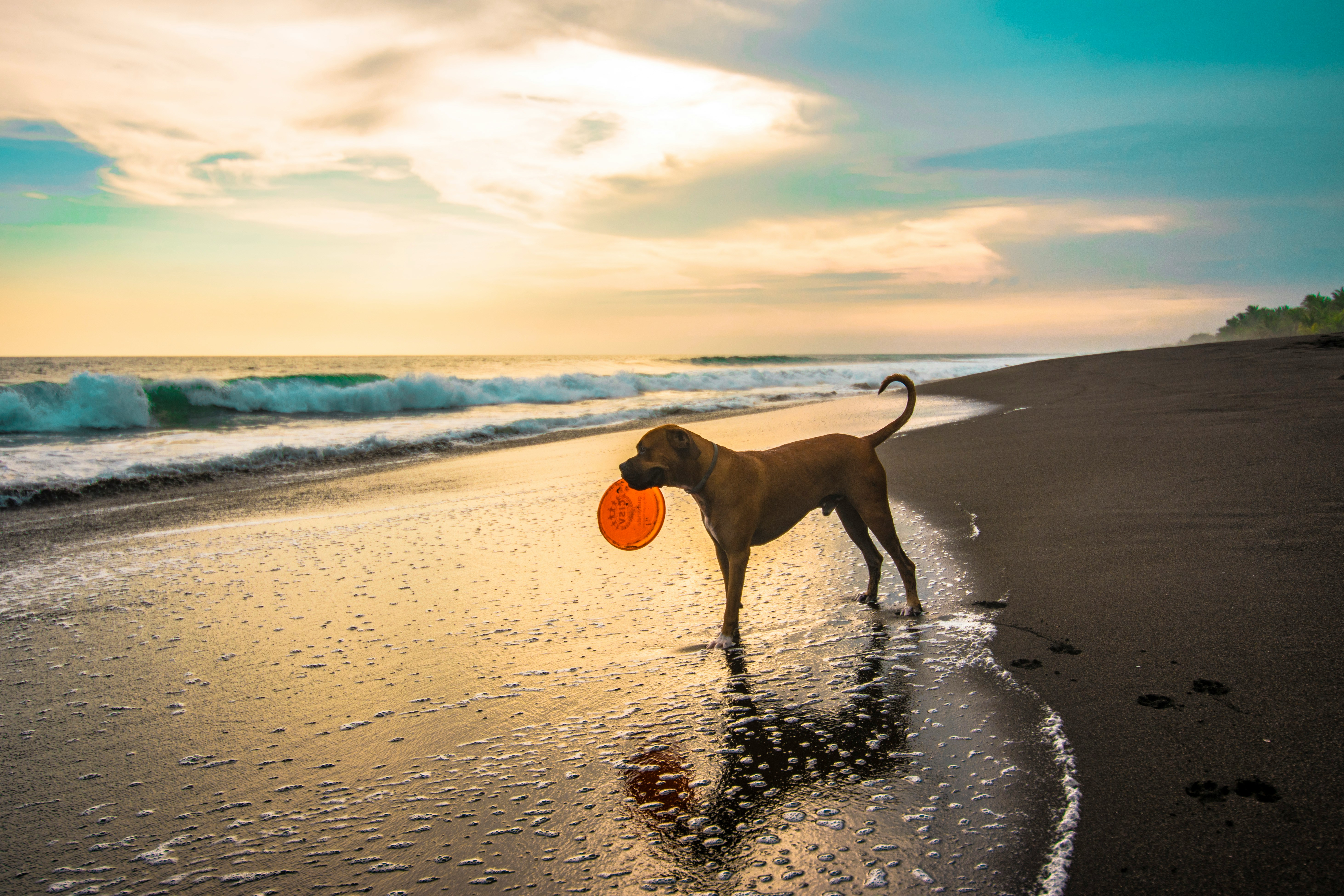 image from Dog Friendly Accommodation North Norfolk Coast