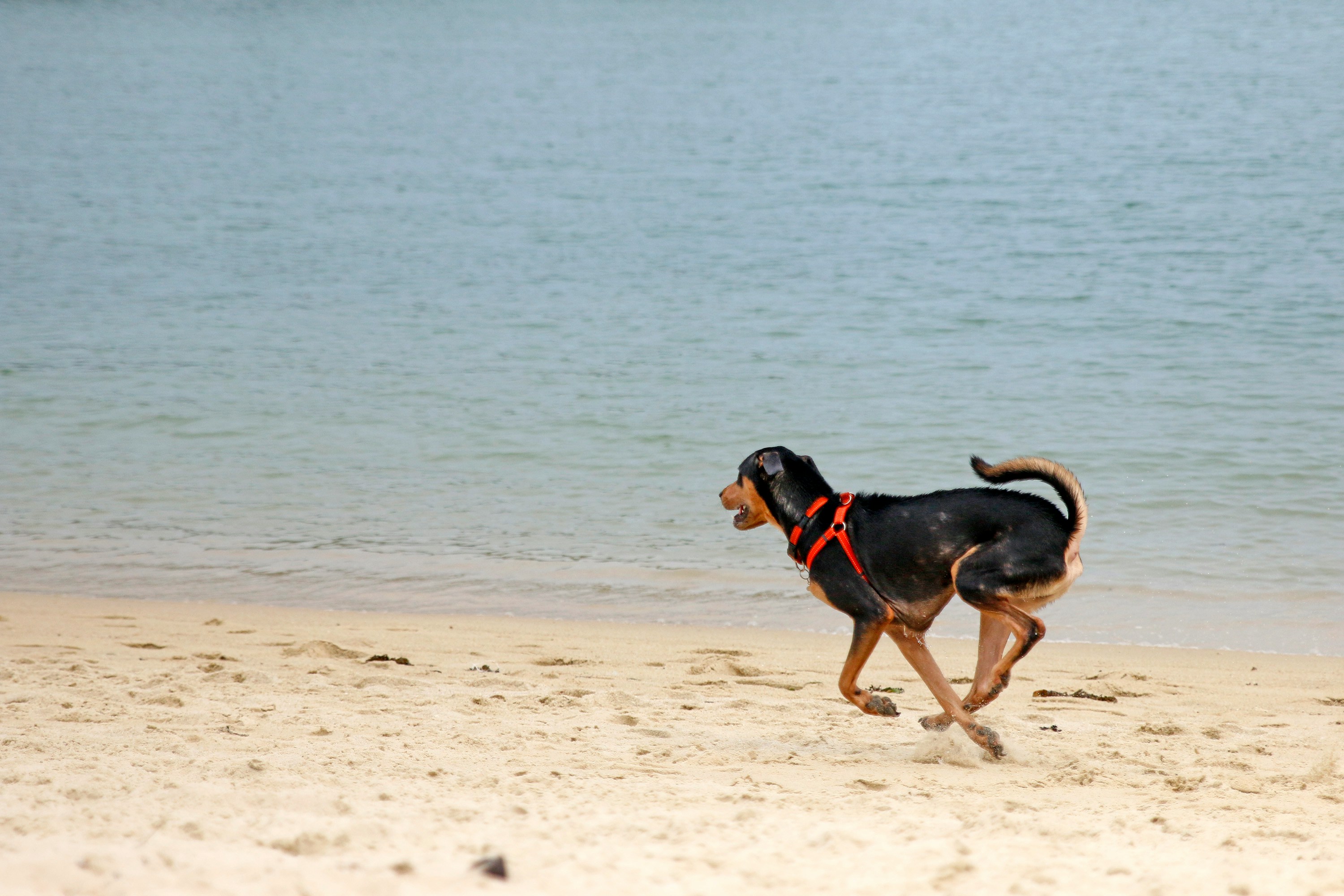 image from Dog Friendly Cottages Anglesey Coast