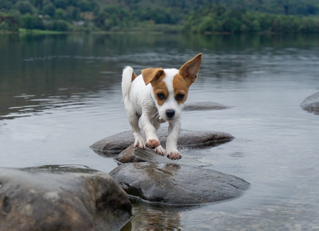 image from Dog Friendly Cottages Keswick Lake District