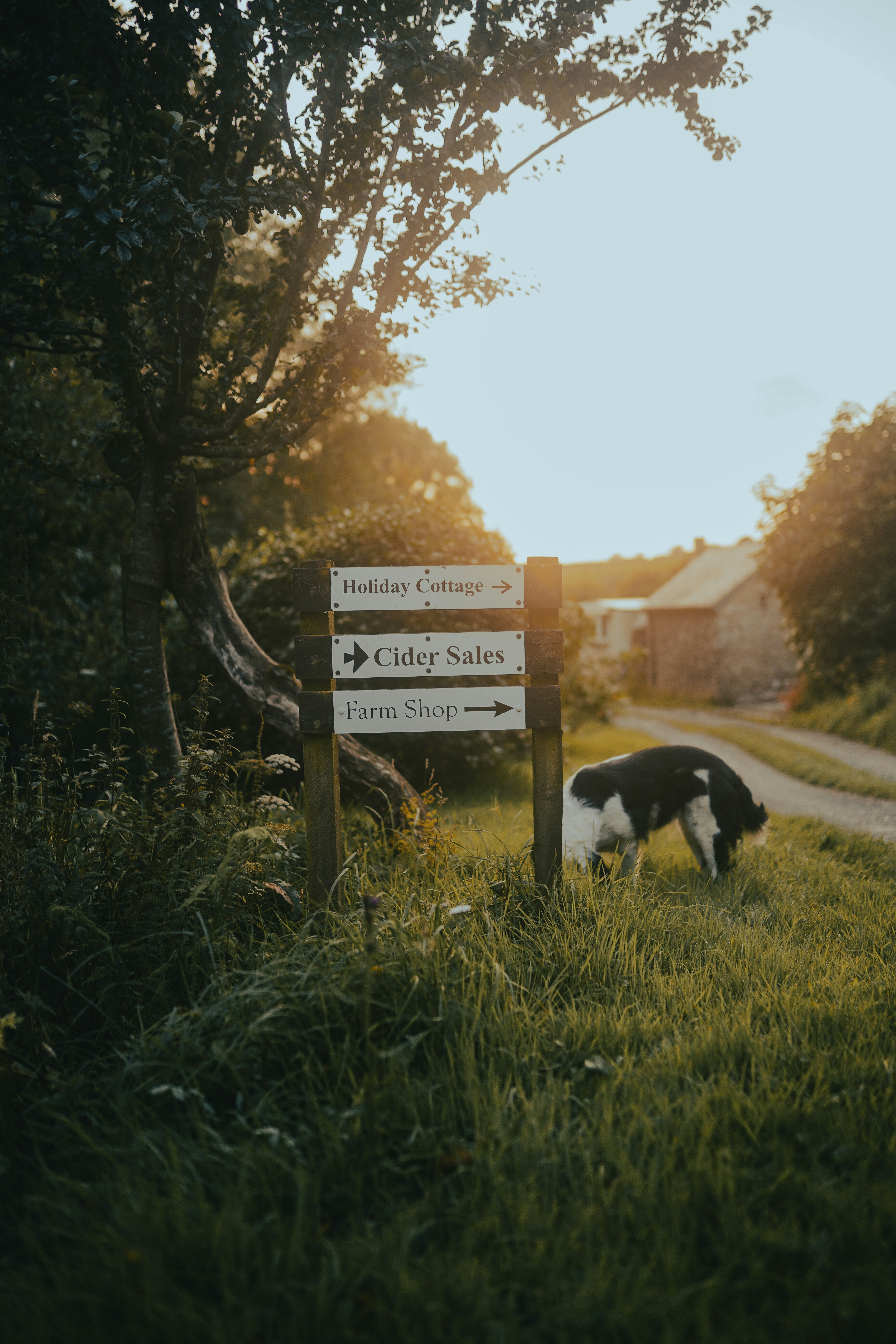 Dog Friendly Cottages North Wales