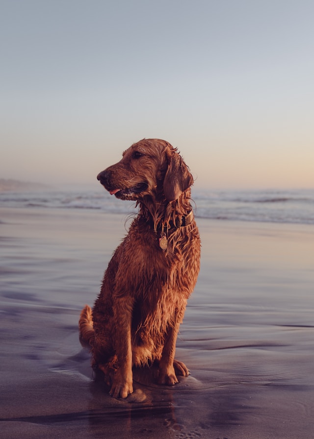 Dog Friendly Cottages Pembrokeshire