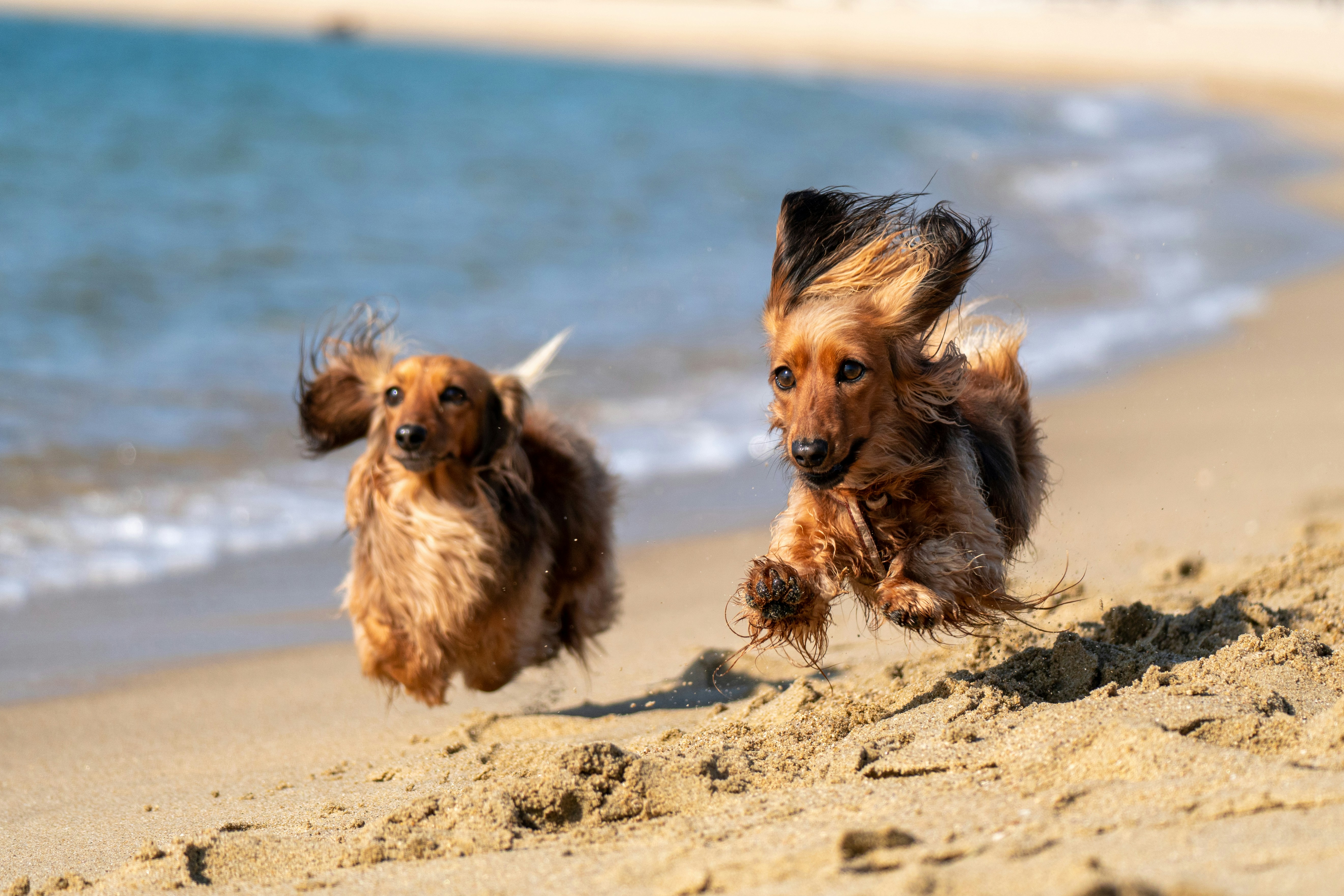 Dog Friendly Cottages Porthleven