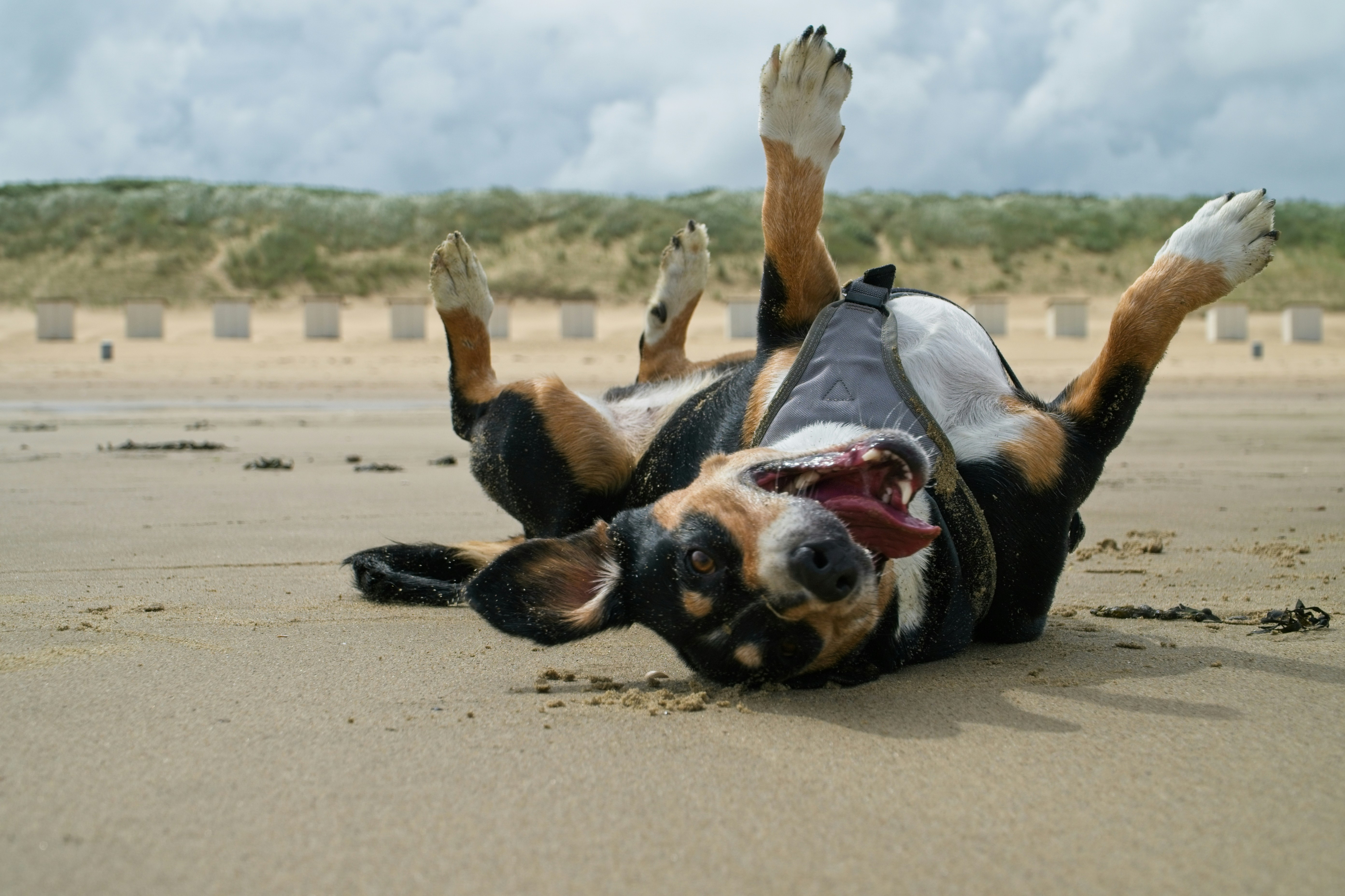 Dog Friendly Cottages South Cornwall