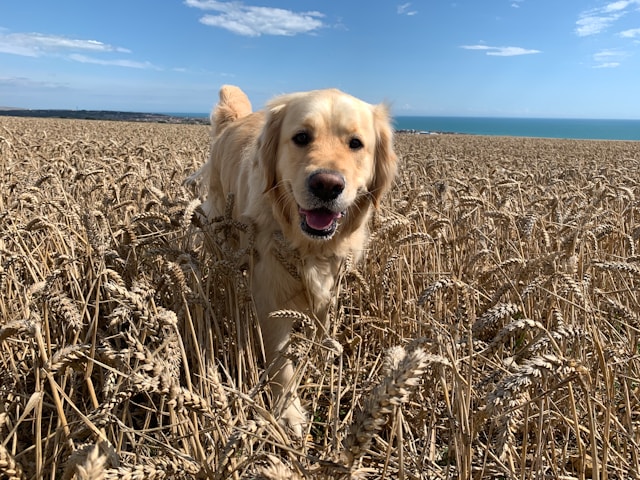 Dog Friendly Cottages South Downs