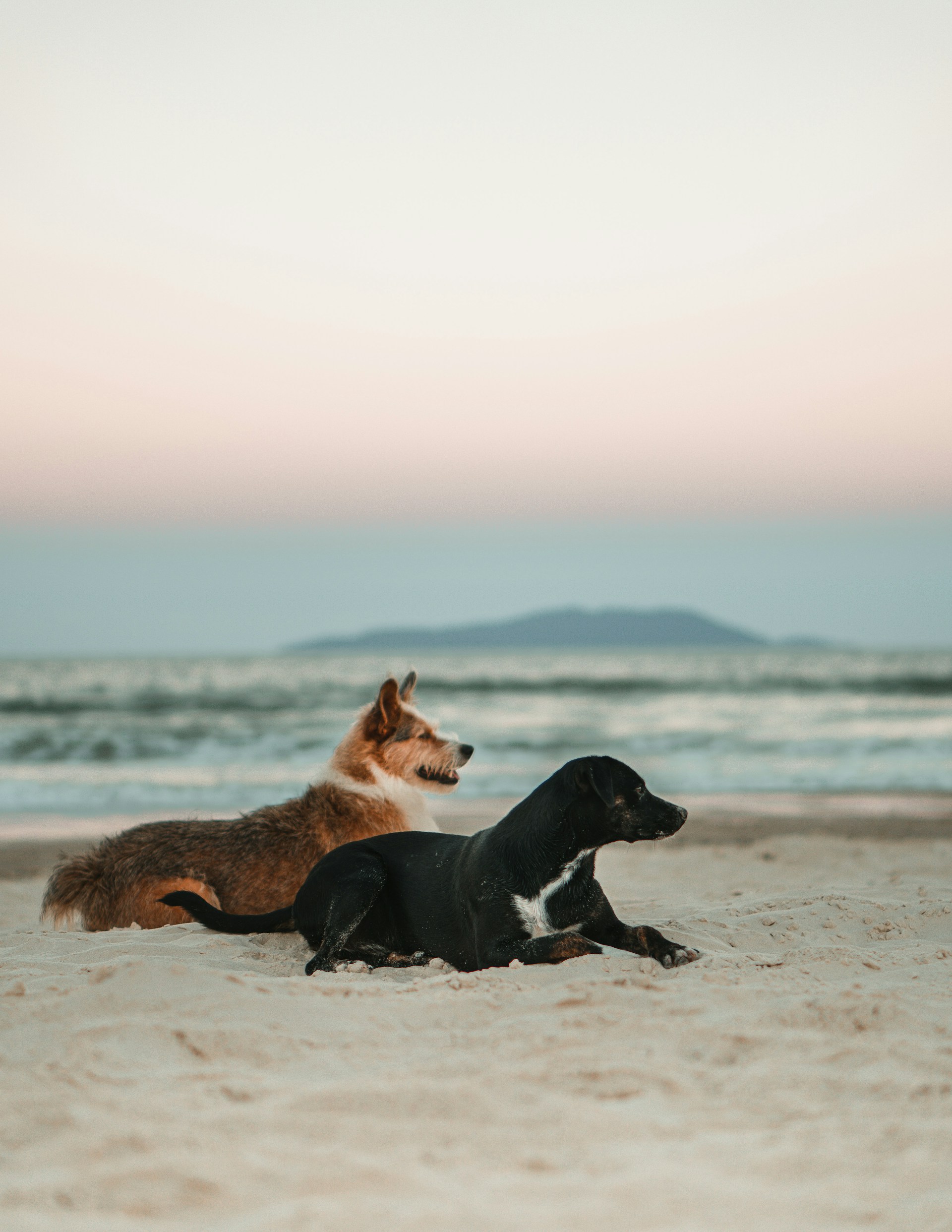 Dog Friendly Cottages Tenby