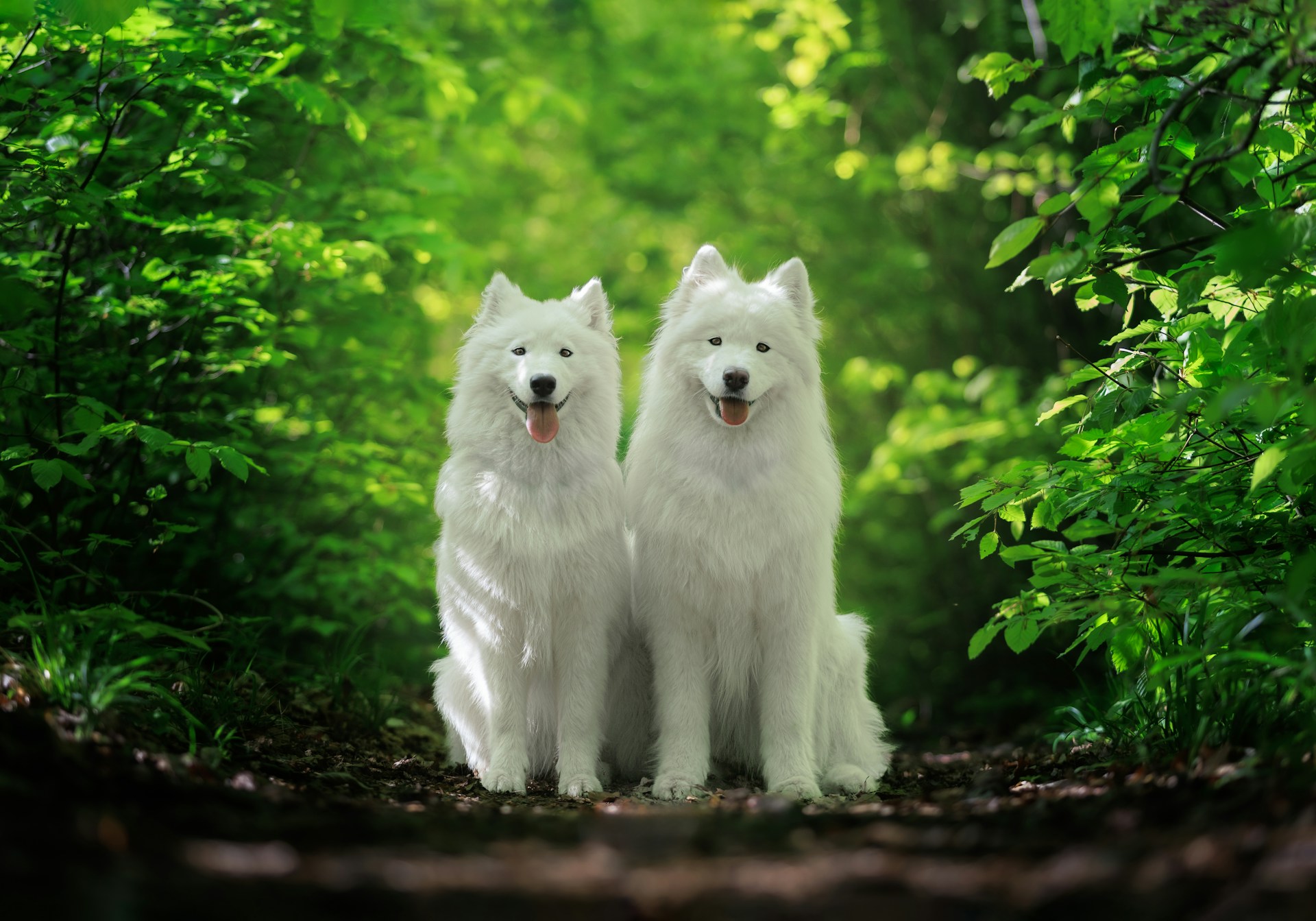 Dog Friendly Cottages Wales