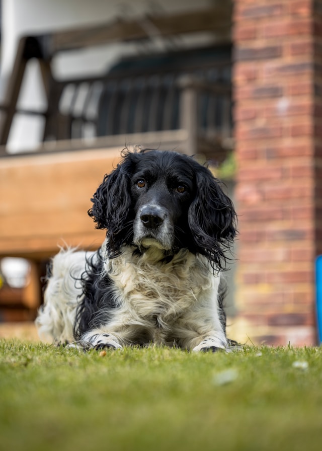 image from Dog Friendly Cottages Cornwall With Hot Tub