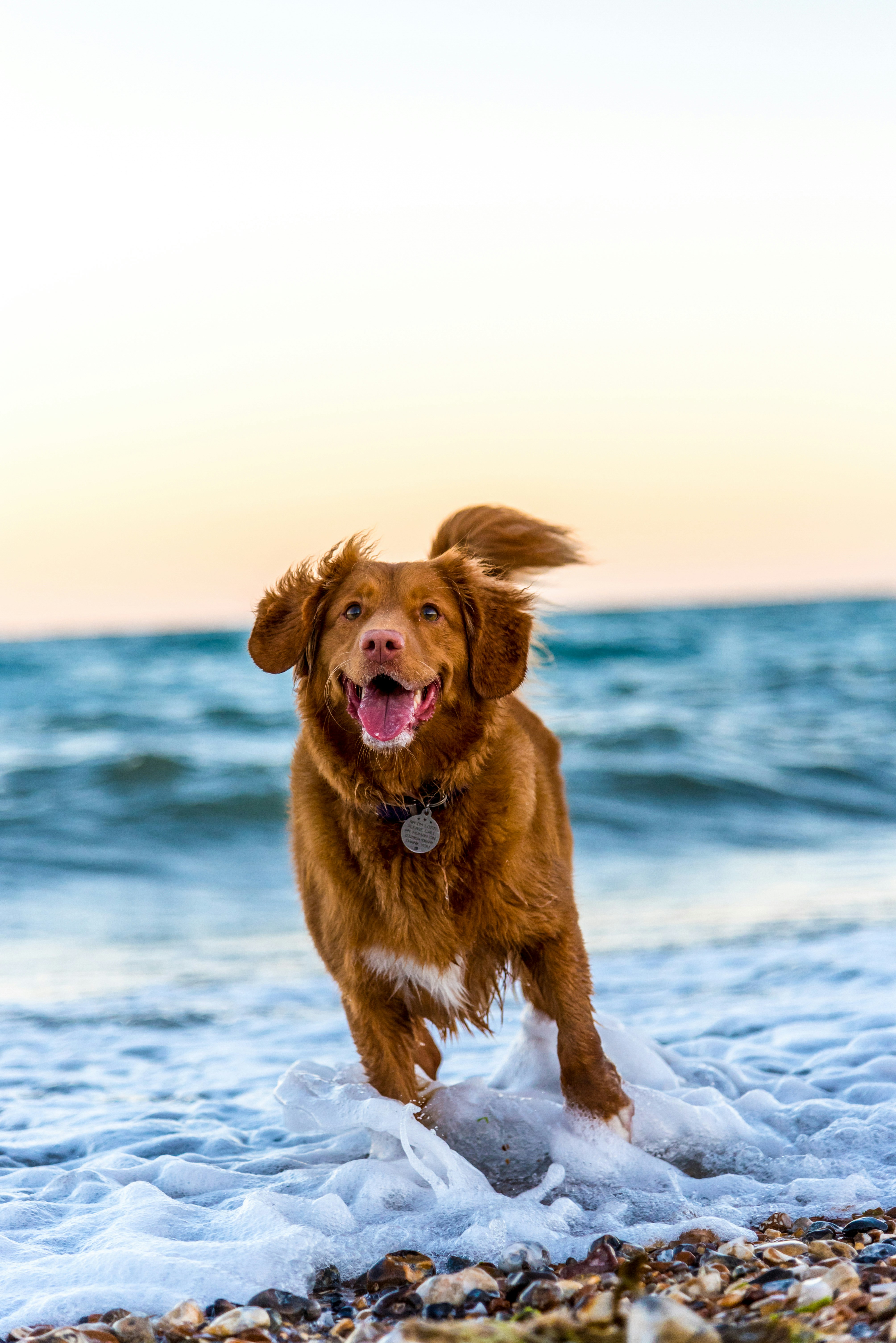 Dog-Friendly Holiday Cottages Suffolk Coast