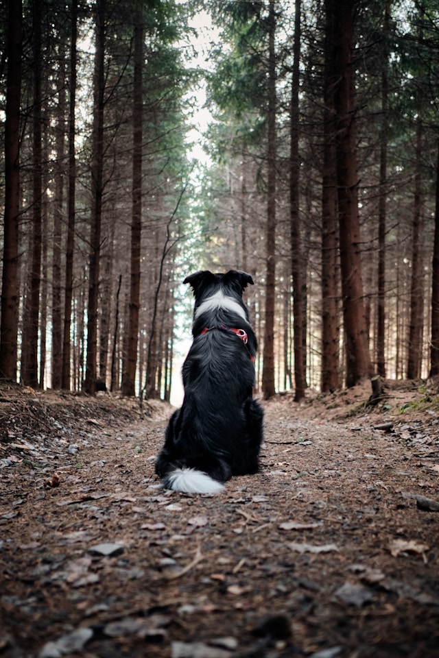 Forest Of Dean Holiday Cottages Dog Friendly