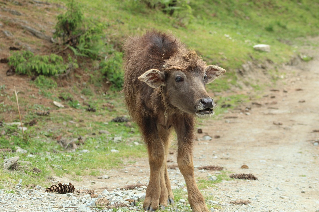 Most Beautiful Place For Christmas