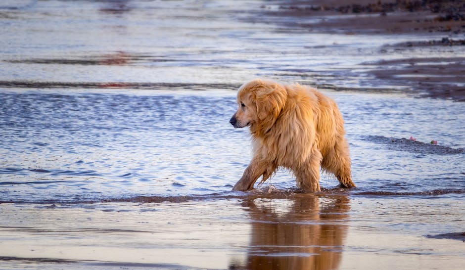 Pet Friendly Hotels Near Cannon Beach