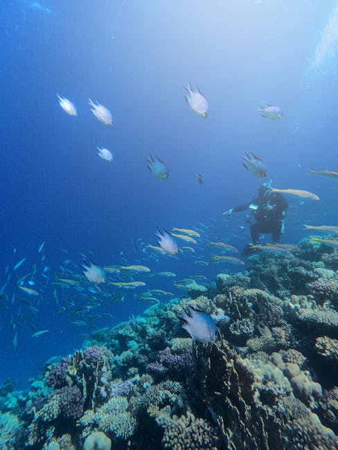 Providenciales Snorkeling Tours