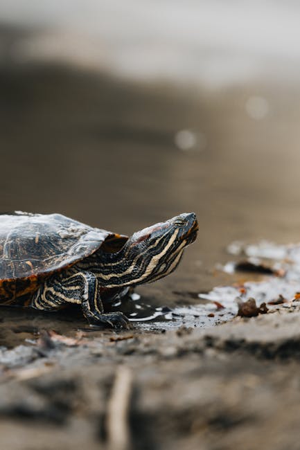 Sedona Wetlands Preserve