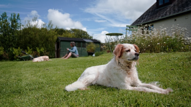 St Just Holiday Cottages Dog Friendly