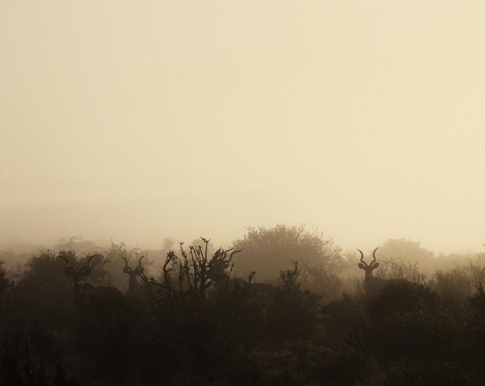 Discovering the Unique Wildlife of Eastern Africa