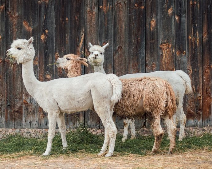 The Incredible Cuisine of Peru: A Taste of Authentic Peruvian Food