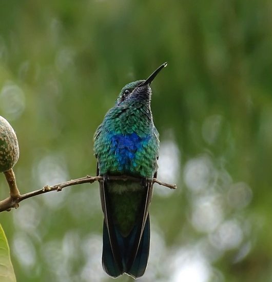 Colombia's Natural Beauty: Exploring Its Diverse Landscapes and Wildlife