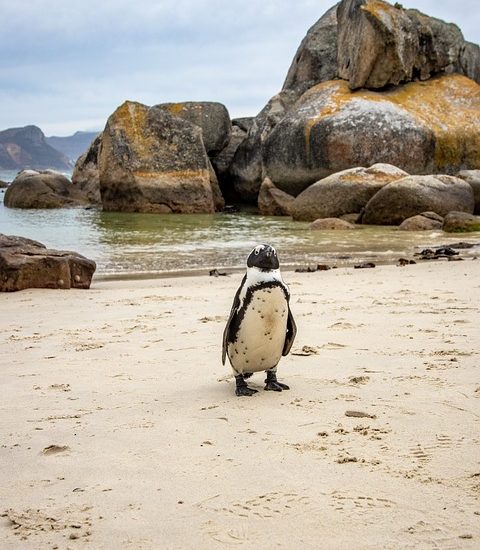 The Best of Cape Town: An Unforgettable Adventure