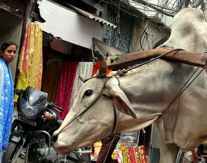 Unveiling the Beauty of New Delhi