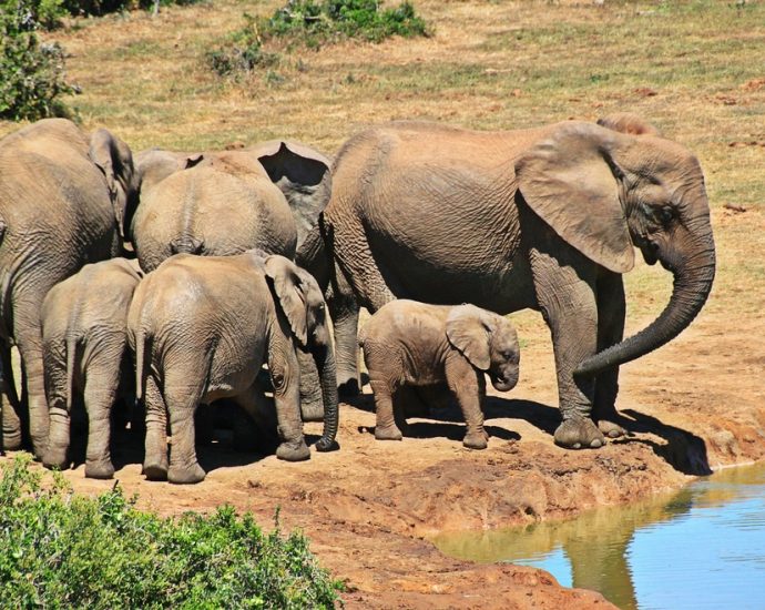 A Journey Through Kruger National Park: A Trip of a Lifetime