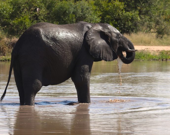 Explore the Wildlife of Kruger National Park