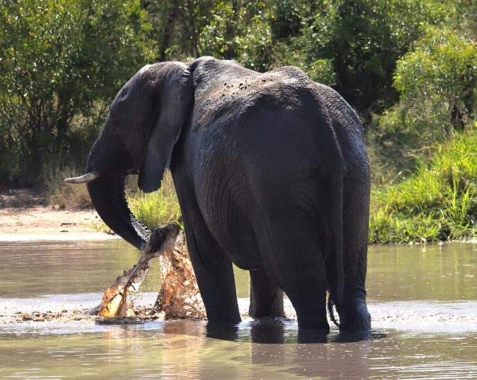 A Wildlife Haven: Kruger National Park