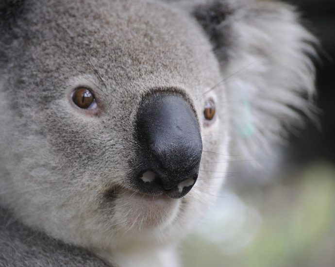 Explore the Unique Wildlife of Australia