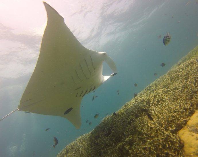 Immerse Yourself in the Beauty of Micronesia: A Must-See Destination