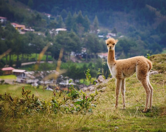 Experience the Magic of Peru: An Epic Adventure