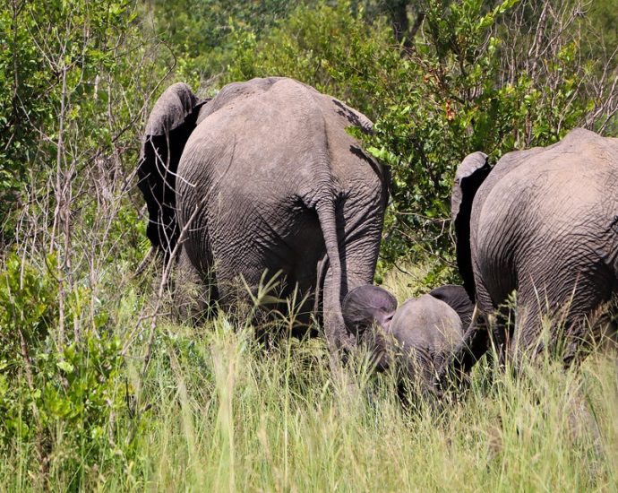 A Magical Journey Through Kruger National Park